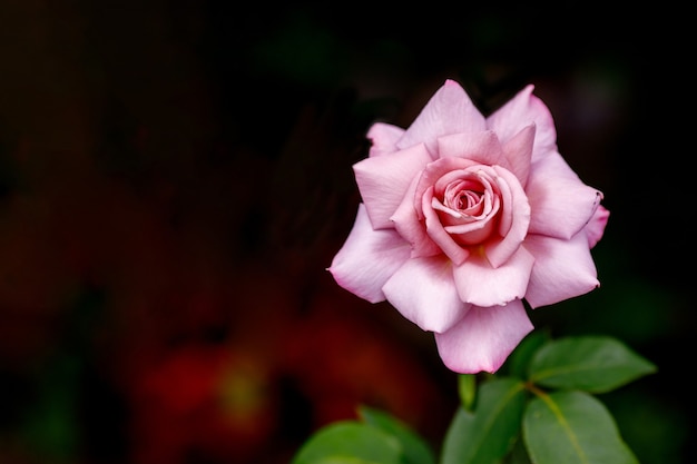 Hermosa rosa grande en el jardín,