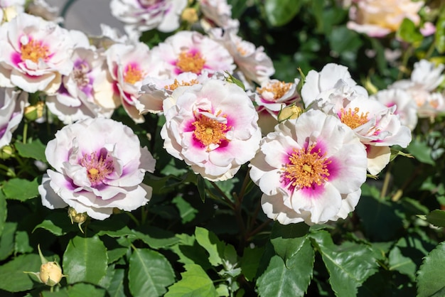 Hermosa rosa hulthemia persica en el jardín