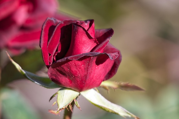 Hermosa rosa en un jardin