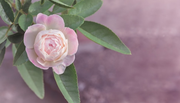 Hermosa rosa en el jardín