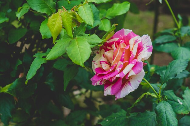 Hermosa rosa en el jardín