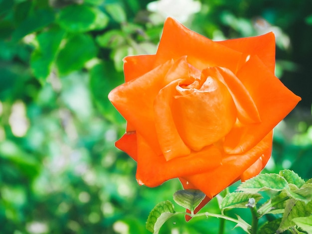 Hermosa rosa en el jardín