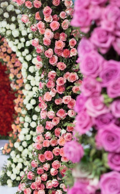 Hermosa rosa multicolor Rosas blancas, rosas y naranjas.