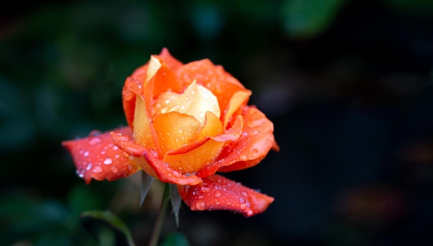 Hermosa rosa naranja en gotas de lluvia con espacio de copia Tarjeta Belleza de la naturaleza Afición a la floricultura