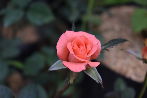 Hermosa rosa naranja en el jardín color de rosa