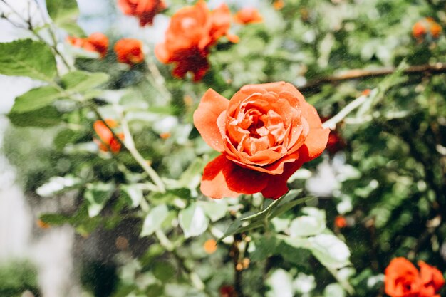 hermosa rosa naranja en el jardín de verano