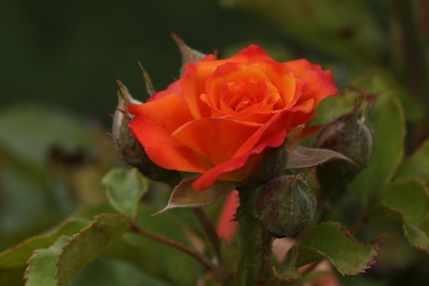 Hermosa rosa naranja en el jardín