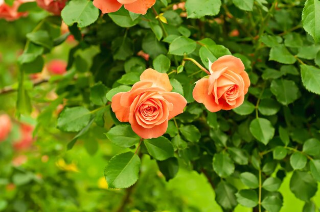 Hermosa rosa naranja que crece en el jardín