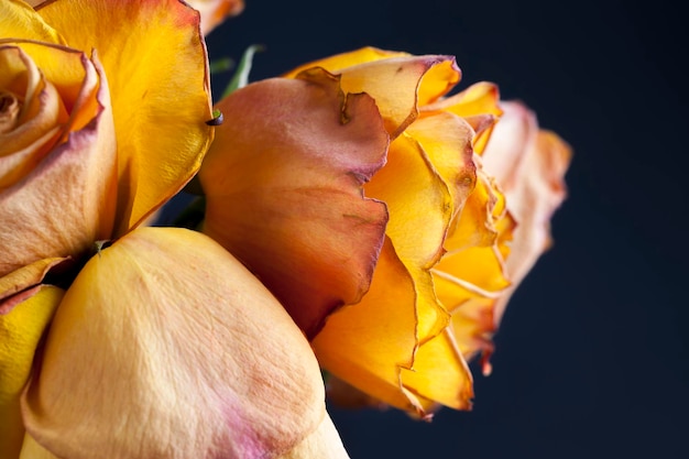 Hermosa rosa naranja para secar para usar como decoración.