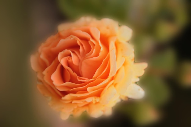 Una hermosa rosa naranja sorprende con su belleza