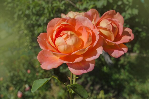 Hermosa rosa naranja