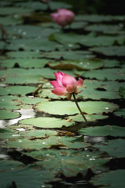 Hermosa rosa nenúfar o flor de loto en el estanque. Floreciendo en la naturaleza.