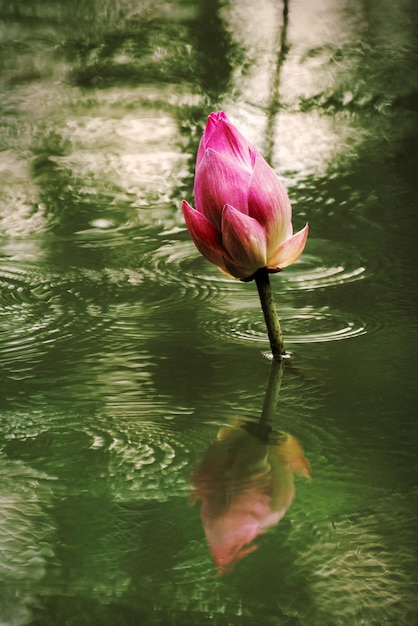 Hermosa rosa nenúfar o flor de loto en el estanque. Floreciendo en la naturaleza.