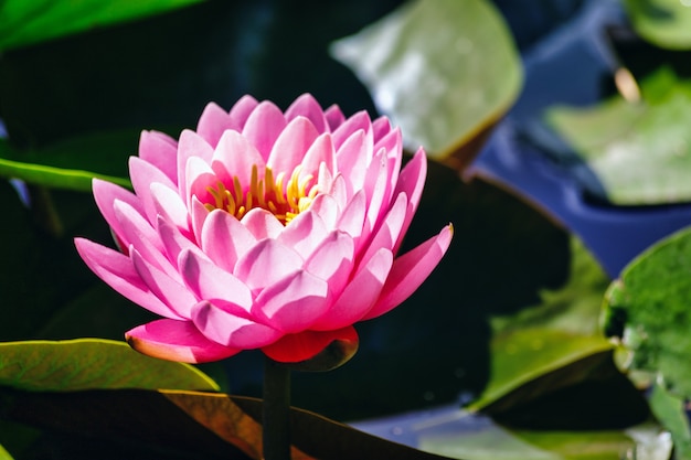 Hermosa rosa nenúfar o flor de loto en el estanque