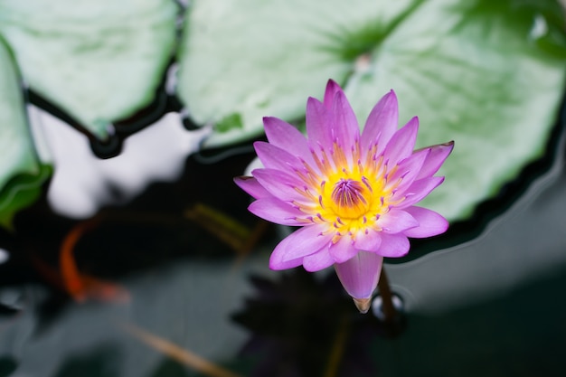 Hermosa rosa nenúfar o flor de loto