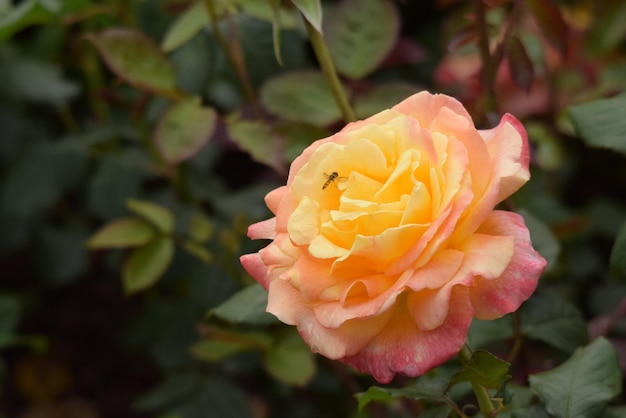 hermosa rosa con un pequeño insecto