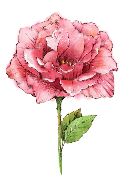 Hermosa rosa pintada en acuarela y arte de línea de tinta.