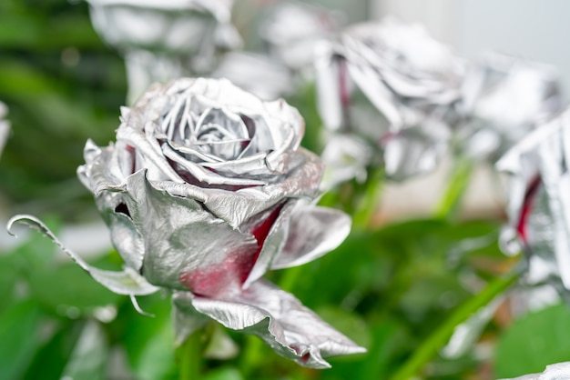 Hermosa rosa plateada. Flor de regalo para unas vacaciones.