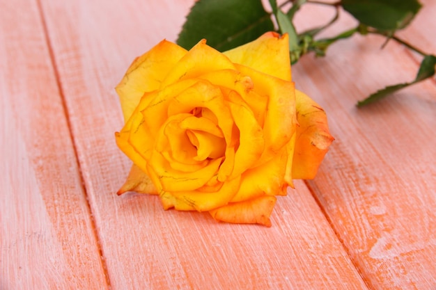 Hermosa rosa en primer plano de la mesa