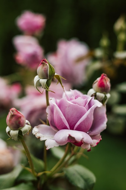 Una hermosa rosa púrpura floreciendo en el jardín Cultivando flores en casa