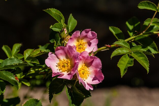 Hermosa rosa ramas rosa