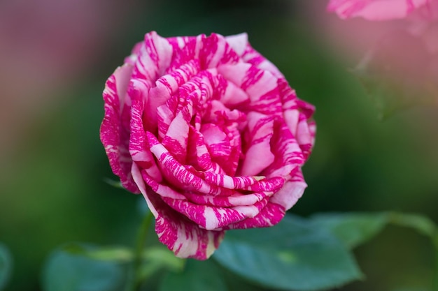 Hermosa rosa rayada rosa y blanca Intuición rosada Arbusto colorido de rosas rayadas en el jardín