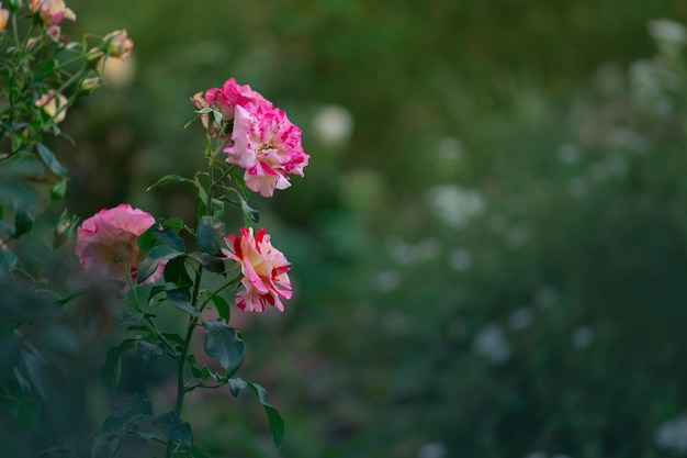 Hermosa rosa rayada