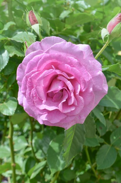 Hermosa rosa de río azul Rosas de lavanda púrpura en el jardín