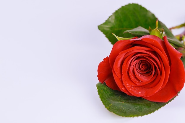 Hermosa rosa roja aislada. Día de San Valentín. Copie el espacio.