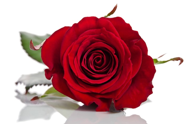 Foto hermosa rosa roja aislado en blanco