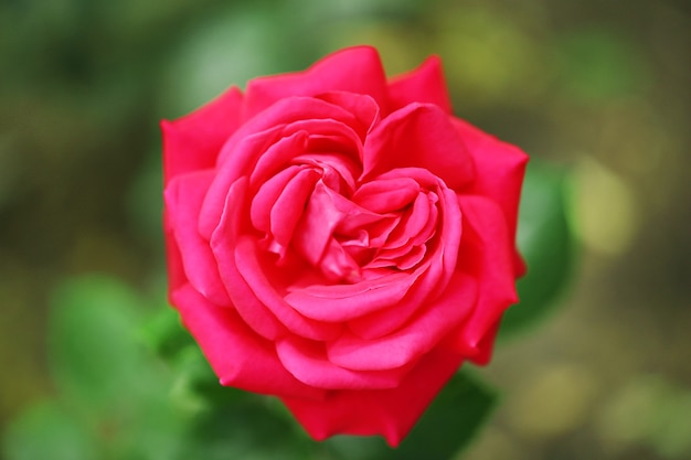 Hermosa rosa roja en arbusto verde