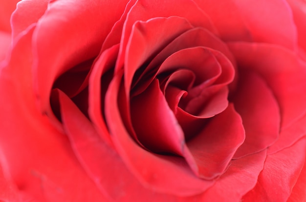 Hermosa rosa roja brillante de cerca con muchos pétalos