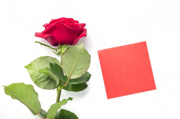 Hermosa rosa roja brillante con pegatina roja para su texto. Día de San Valentín. símbolo de amor.