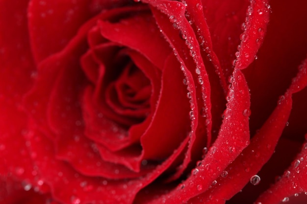 Hermosa rosa roja de cerca