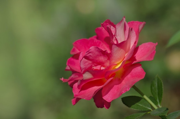 Hermosa rosa roja Combinando amarillo limón con rojo Hermosa flor de dos tonos Rose Shanty