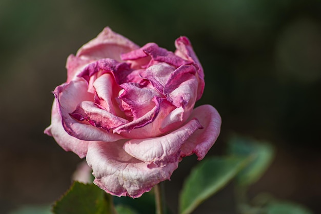 Hermosa rosa roja en una flor de jardín