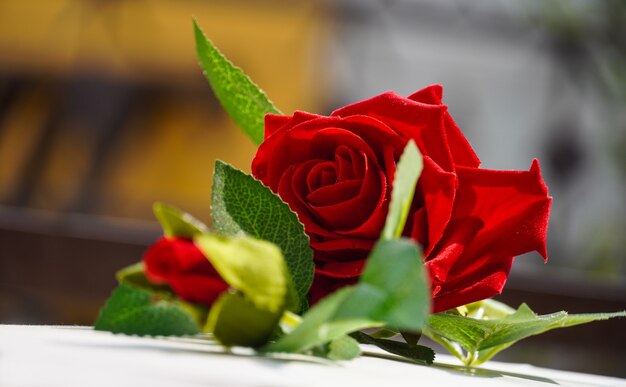 Hermosa rosa roja con fondo bokeh