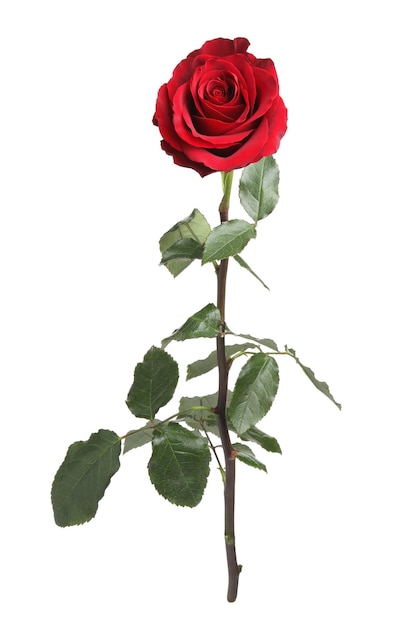 Hermosa rosa roja fresca aislada en blanco