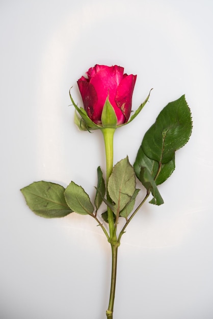 Hermosa rosa roja fresca aislada sobre fondo blanco