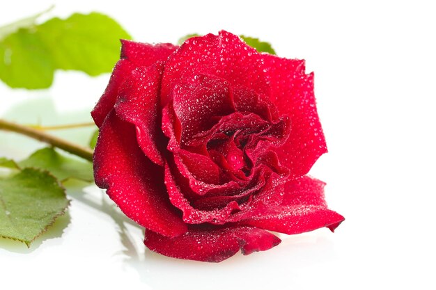 Hermosa rosa roja con gotas aisladas en blanco