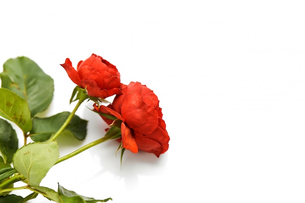 Hermosa rosa roja con hojas en blanco