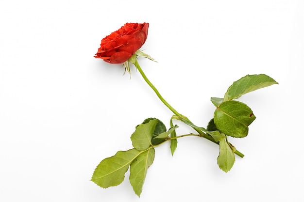 Hermosa rosa roja con hojas en blanco