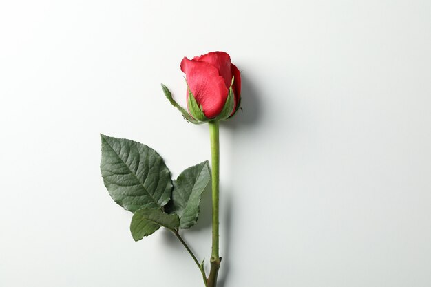 Hermosa rosa roja con hojas verdes en mesa blanca