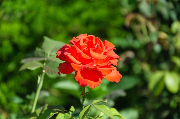 Hermosa rosa roja en el jardín en un día soleado de verano. Cultivo de flores de verano.