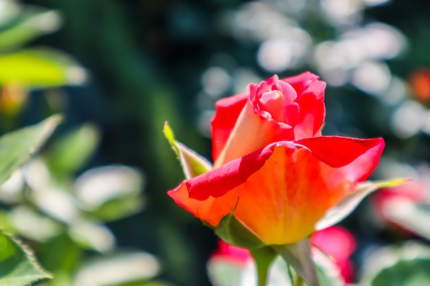 Hermosa rosa roja en el jardín perfecta para tarjetas de felicitación