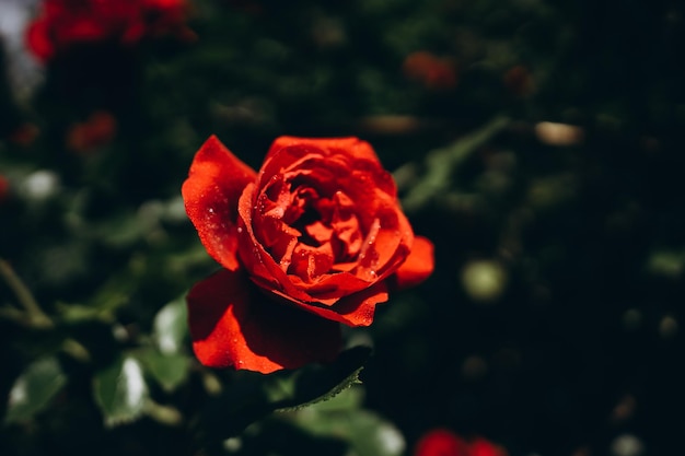 hermosa rosa roja en el jardín de verano