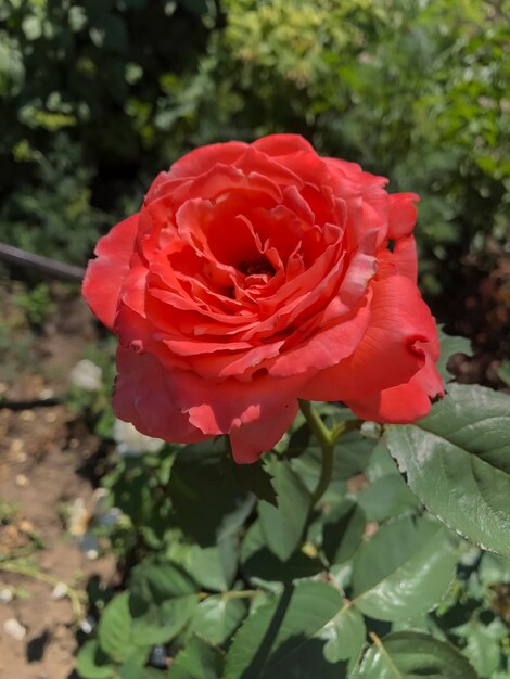 hermosa rosa roja en el jardín