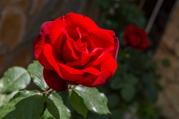 Una hermosa rosa roja en el jardín.