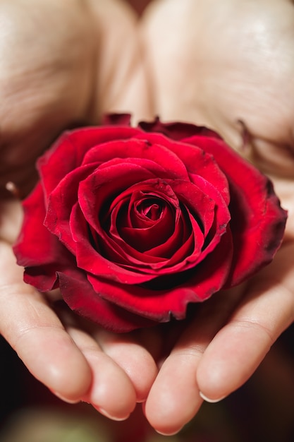 Hermosa rosa roja en manos de mujer sobre un fondo rojo. Día de San Valentín