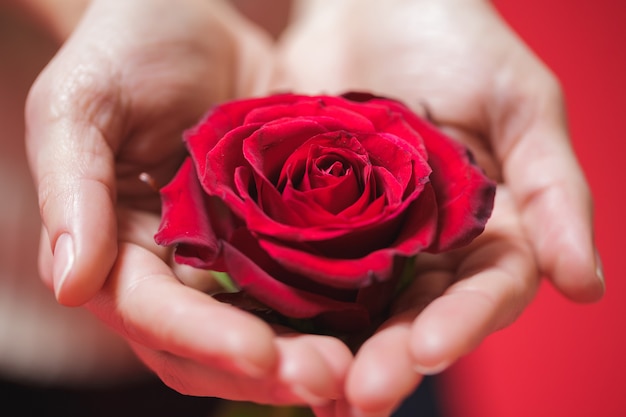 Hermosa rosa roja en manos de mujer sobre un fondo rojo. Día de San Valentín